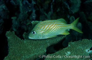 French grunt, Haemulon flavolineatum, Roatan