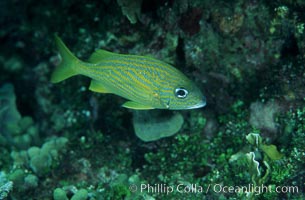 French grunt, Haemulon flavolineatum