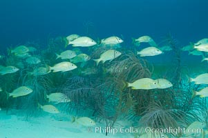 French grunts over a sandy bottom and sea fans.  Northern Bahamas