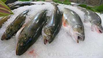 Fresh salmon on ice at the Public Market, Granville Island, Vancouver. British Columbia, Canada, natural history stock photograph, photo id 21200
