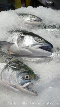 Fresh salmon on ice at the Public Market, Granville Island, Vancouver