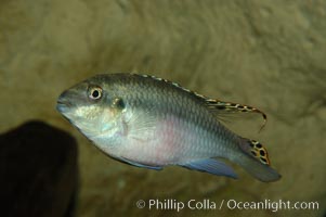 Unidentified freshwater fish