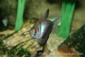 Unidentified freshwater fish