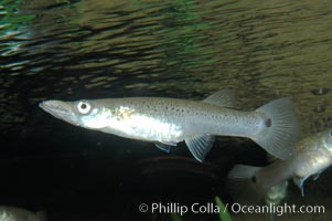 Unidentified freshwater fish