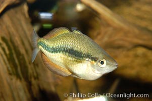 Unidentified freshwater fish, perhaps a rainbowfish