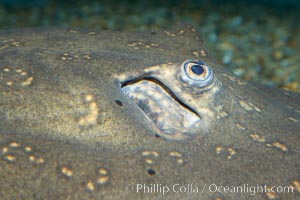 Freshwater stingray, eyes and gill opening, Potomotrygon motoro