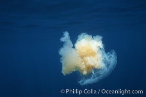 Fried egg jellyfish, open ocean. San Diego, California, USA, Phacellophora camtschatica, natural history stock photograph, photo id 05336
