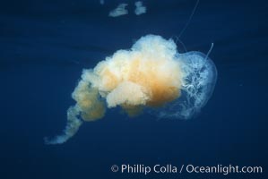 Image 05337, Fried egg jellyfish, open ocean. San Diego, California, USA, Phacellophora camtschatica, Phillip Colla, all rights reserved worldwide.   Keywords: animal:california:egg yolk jelly fish:egg yolk jellyfish:fried egg jelly:fried egg jellyfish:invertebrate:jellyfish:marine invertebrate:ocean:phacellophora camtschatica:plankton:san diego:underwater:usa:wildlife.