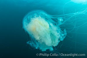 Fried-egg jellyfish, drifting through the open ocean, San Clemente Island