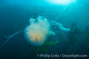 Fried-egg jellyfish, drifting through the open ocean, San Clemente Island