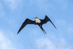 Frigate bird, Rose Atoll National Wildlife Refuge, Frigata sp, Rose Atoll National Wildlife Sanctuary