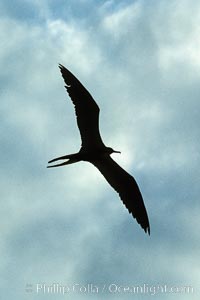 Frigate bird, Fregata