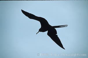 Frigate bird, Fregata, South Plaza Island