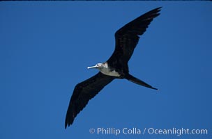 Frigate bird, juvenile (note white head), Punta Suarez, Fregata, Hood Island