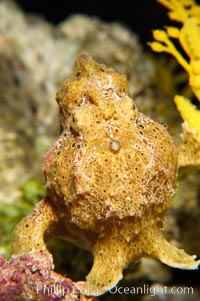 Frogfish, unidentified species.  The frogfish is a master of camoflage, lying in wait, motionless, until prey swims near, then POW lightning quick the frogfish gulps it down