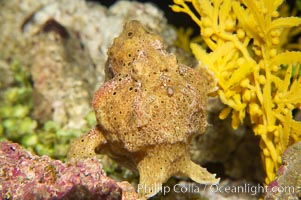 Frogfish, unidentified species.  The frogfish is a master of camoflage, lying in wait, motionless, until prey swims near, then POW lightning quick the frogfish gulps it down