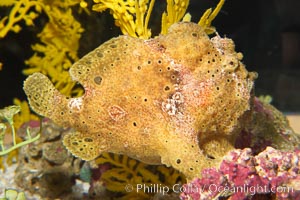 Image 14513, Frogfish, unidentified species.  The frogfish is a master of camoflage, lying in wait, motionless, until prey swims near, then POW lightning quick the frogfish gulps it down., Phillip Colla, all rights reserved worldwide.