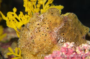Frogfish, unidentified species.  The frogfish is a master of camoflage, lying in wait, motionless, until prey swims near, then POW lightning quick the frogfish gulps it down