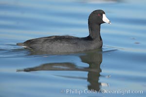 American coot, Fulica americana, San Diego River