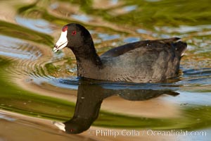 American coot, Fulica americana, Santee Lakes