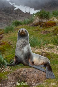 Antarctic fur seal, on grass slopes high above Fortuna Bay, with the cloudy heights of South Georgia Island rising in the background, Arctocephalus gazella