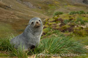 Antarctic fur seal on tussock grass, Arctocephalus gazella, Fortuna Bay