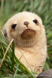 Leucistic juvenile antarctic fur seal, young pup, juvenile, blond.  A leucistic animal is one that has pigmentation levels far below normal and is thus much more lightly colored, Arctocephalus gazella, Fortuna Bay