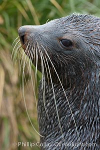 Antarctic fur seal, adult male (bull), showing distinctive pointed snout and long whiskers that are typical of many fur seal species.