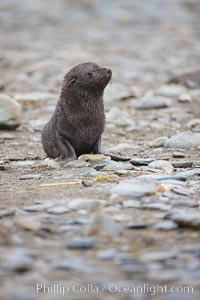 Antarctic fur seal, young pup, juvenile, Arctocephalus gazella, Fortuna Bay