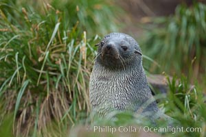 Antarctic fur seal on tussock grass, Arctocephalus gazella, Fortuna Bay