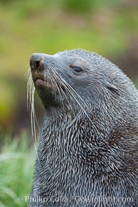 Antarctic fur seal, adult male (bull), showing distinctive pointed snout and long whiskers that are typical of many fur seal species, Arctocephalus gazella, Fortuna Bay