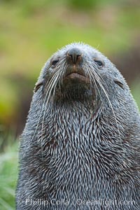 Antarctic fur seal, adult male (bull), showing distinctive pointed snout and long whiskers that are typical of many fur seal species, Arctocephalus gazella, Fortuna Bay