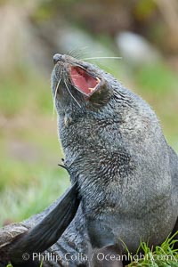 Antarctic fur seal, adult male (bull), Arctocephalus gazella, Fortuna Bay