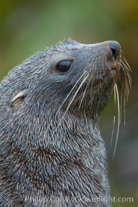 Antarctic fur seal, adult male (bull), showing distinctive pointed snout and long whiskers that are typical of many fur seal species, Arctocephalus gazella, Fortuna Bay