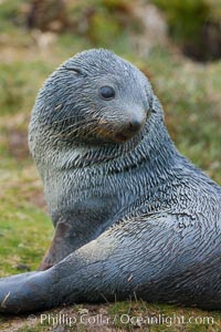 Antarctic fur seal, Arctocephalus gazella, Fortuna Bay