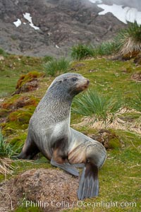Antarctic fur seal, on grass slopes high above Fortuna Bay, with the cloudy heights of South Georgia Island rising in the background, Arctocephalus gazella