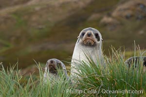 Antarctic fur seal on tussock grass, Arctocephalus gazella, Fortuna Bay