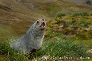 Antarctic fur seal on tussock grass, Arctocephalus gazella, Fortuna Bay