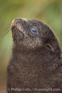 Antarctic fur seal, young pup, juvenile, Arctocephalus gazella, Fortuna Bay