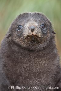 Antarctic fur seal, young pup, juvenile, Arctocephalus gazella, Fortuna Bay