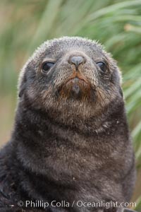 Antarctic fur seal, young pup, juvenile, Arctocephalus gazella, Fortuna Bay