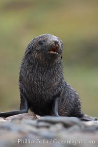 Antarctic fur seal, young pup, juvenile, Arctocephalus gazella, Fortuna Bay