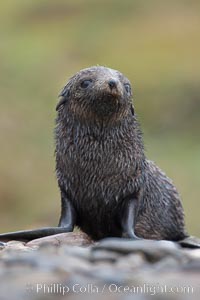 Antarctic fur seal, young pup, juvenile, Arctocephalus gazella, Fortuna Bay