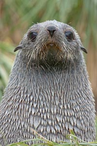 Antarctic fur seal, Arctocephalus gazella, Fortuna Bay