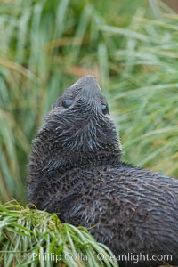 Antarctic fur seal on tussock grass, Arctocephalus gazella, Fortuna Bay