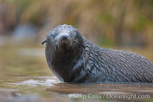 An antarctic fur seal pup plays in the water, Arctocephalus gazella, Fortuna Bay