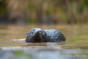 An antarctic fur seal pup plays in the water, Arctocephalus gazella, Fortuna Bay