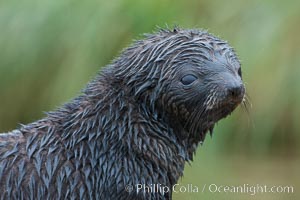 Antarctic fur seal, young pup, juvenile, Arctocephalus gazella, Fortuna Bay