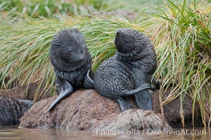 Antarctic fur seal, young pup, juvenile, Arctocephalus gazella, Fortuna Bay