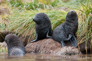 Antarctic fur seal, young pup, juvenile, Arctocephalus gazella, Fortuna Bay